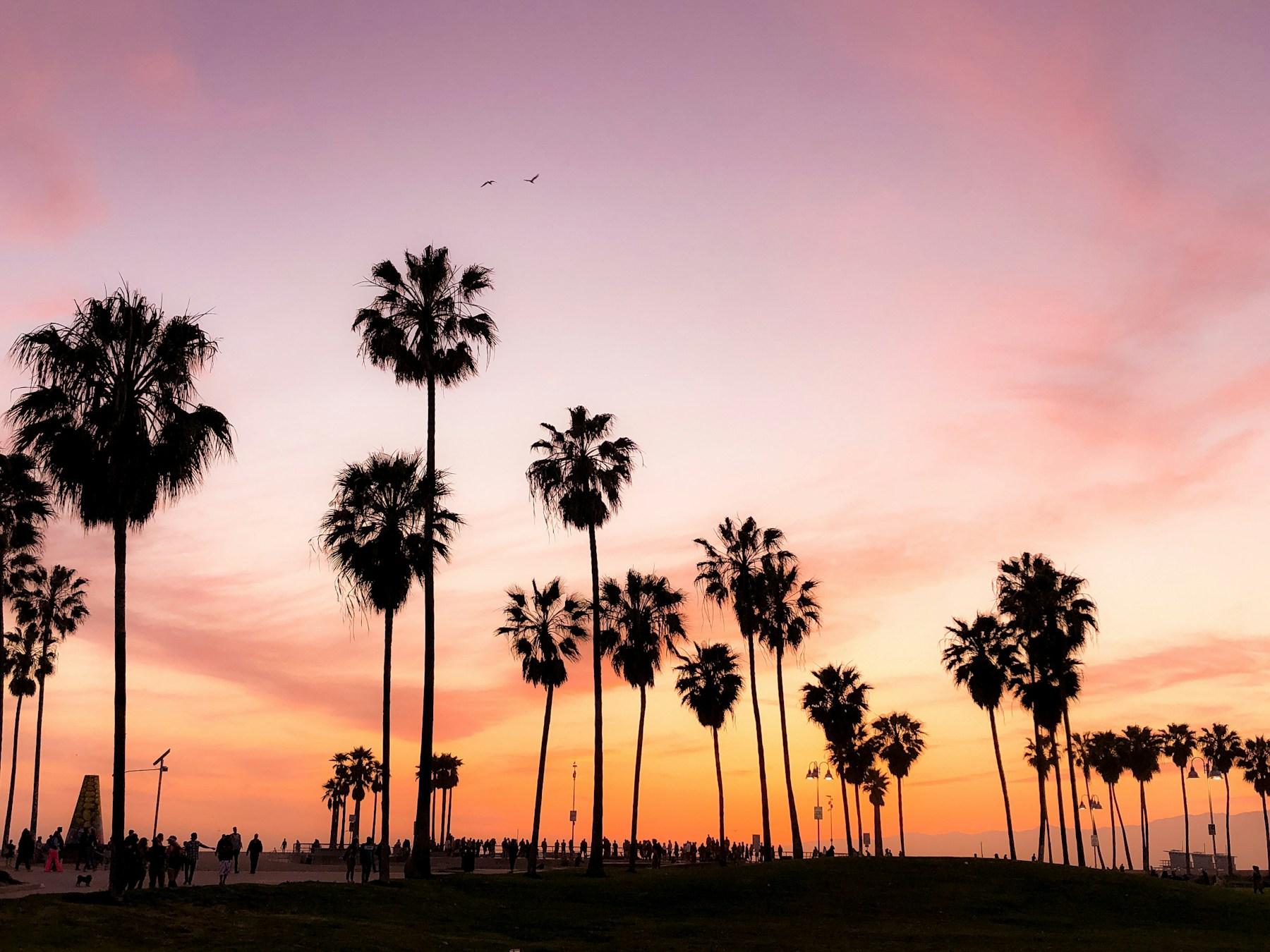 Palm trees against the Los Angeles sunset